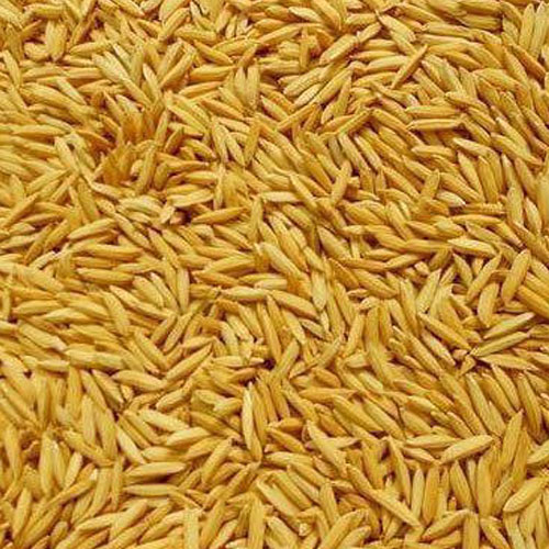 Paddy Grain